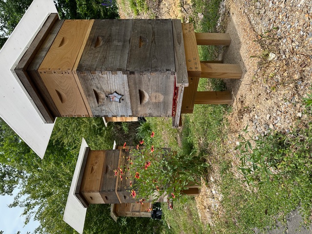 Overview of the small family apiary showing several hive boxes